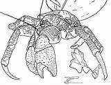 Crab Coloring Coconut Pages Giant Drawing Color Find Crustaceans Nuts Won Guy Drive Ll Below Know Some So sketch template