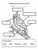 Owl Parts Labeling Coloring Human Eye Worksheet Worksheets Printable Eyes Preschool Diagrams Kindergarten Teacherspayteachers Kids Classroom Beak Talons Wings Owls sketch template