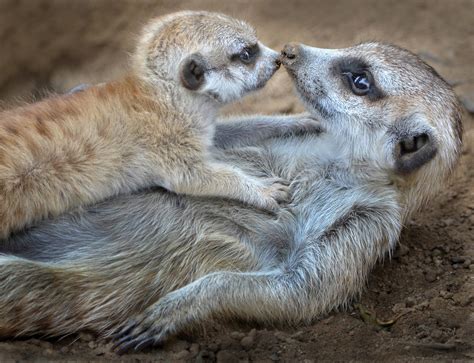 kat kiss  baby meerkat  nose  nose  mom  da flickr
