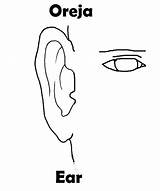 Oreja Orejas Pintar T0 Ear sketch template