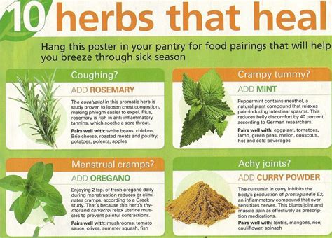 10 herbs that heal through flu season herbs for health health tips