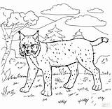 Coloring Bobcat Pages Forest Animals Rushmore Mount Swamp Drawing Animal Mt Printable Color Bobcats Steer Habitat Getcolorings Getdrawings Viii Henry sketch template
