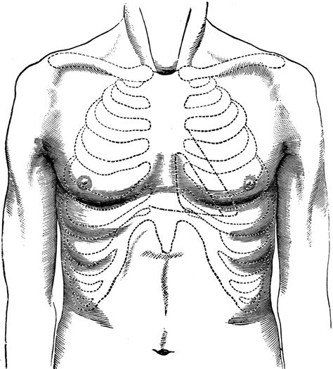 surface  normal chest clipart