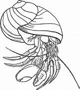 Crab Hermit Coloring Pages Color Drawing Print Animal Animals Back Getdrawings sketch template