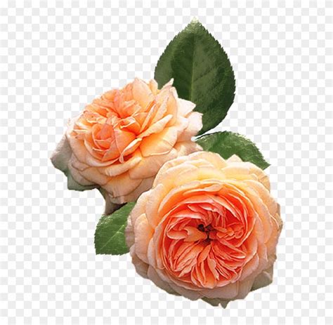 piony peach climbing rose  transparent png clipart images