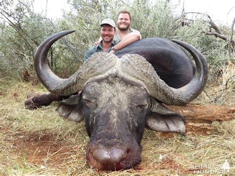South Africa Hunt Cape Buffalo