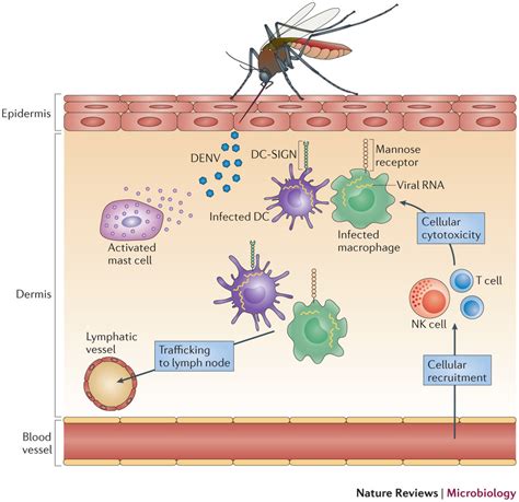 dengue pathogenesis clinical manifestation lab diagnosis