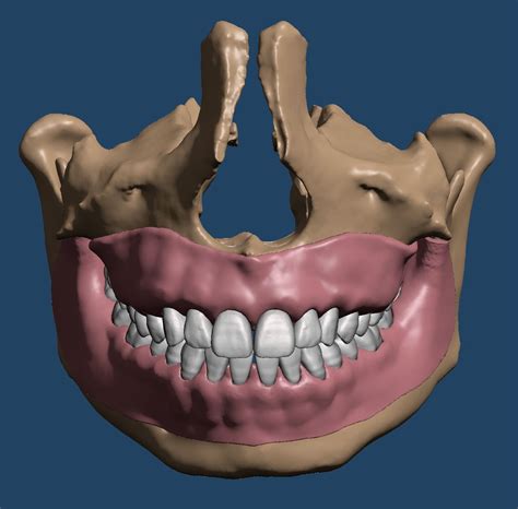 maxillary  mandibular dental models  anatomical teeth  model