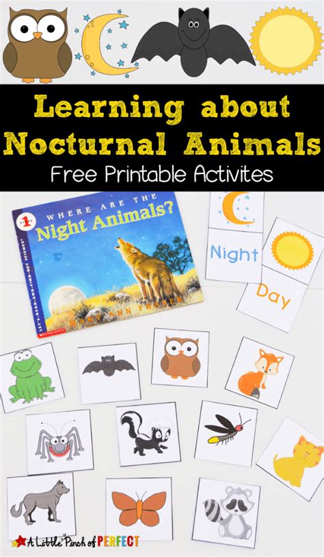 pin   nocturnal animal activity