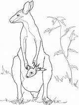 Wallaby Coloring Animal Kangaroo Australian Pages Template Colouring Templates Animals Baby Outline Rock Drawing Printable Drawings Kids Crafts Mother Kangaroos sketch template