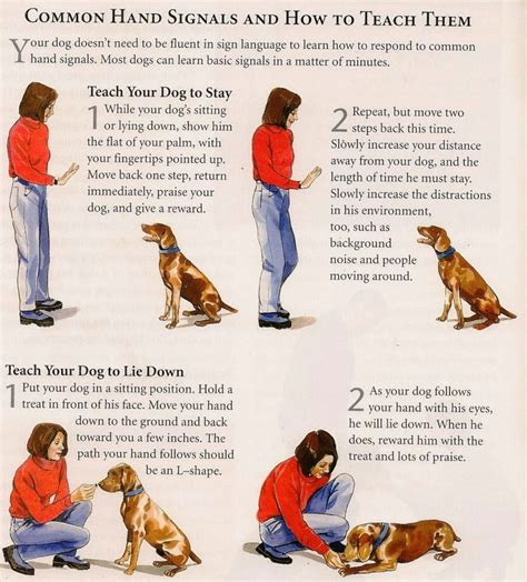 akc printable dog training hand signals chart