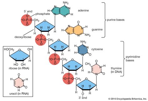 nucleic acid definition function structure types britannica