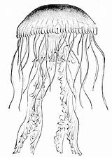 Jellyfish Clipart Clip Cnidarians Cnidaria Drawing Fish Jelly Etc Realistic Pages Usf Edu Gif Coloring Tattoo Drawings Clipground Cliparting Sketches sketch template