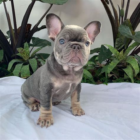 frenchie puppies  salefrenchie puppies  sale