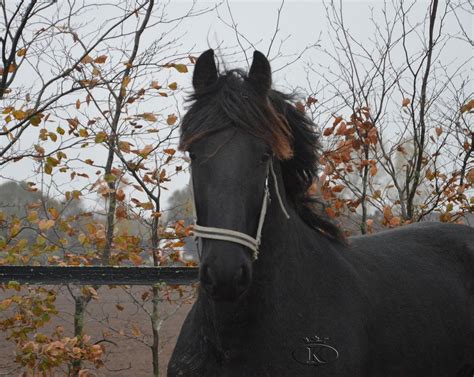 luuk van koningsland wwwkoningslandnl friesian horse  sale grace beauty horses  sale