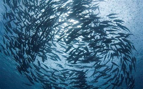 sustainable fisheries integrate sustainability