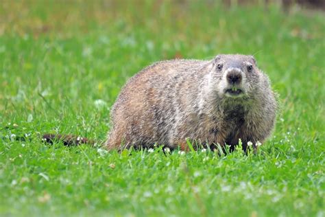 groundhogs animals latest facts pictures  wildlife photographs
