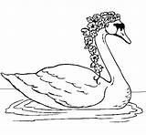 Cisne Cygne Cigno Fiori Cisnes Cigne Flors Sisne Coloritou Dibuix Acolore Dibuixos Oiseaux Dessins sketch template