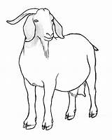 Goat Drawing Pygmy Sketch Nubian Drawings Pencil Realistic Getdrawings Description Ucsc Igem sketch template
