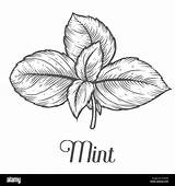 Peppermint Drawn Herb Alamy sketch template