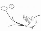 Spatuletail Hummingbird Drawing Bird Humming Marvelous Daily Getdrawings sketch template