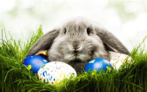 easter bunny wallpapers  wallpaper cave
