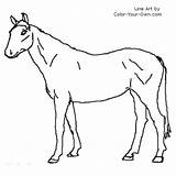 Mare Warmblood Coloring Pages Index Own Color sketch template