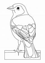 Coloring Finch Pages Chaffinch Yellow Colouring Common Bird Kids Print Birds Color Drawings Badge Sheets Cute Printables Eagle Choose Board sketch template