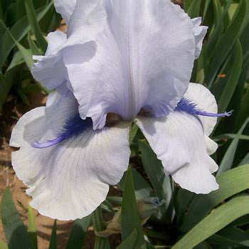 blue fin    iris patch