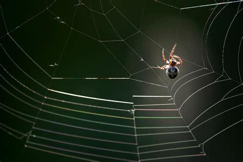 spiders build webs   facts  webs