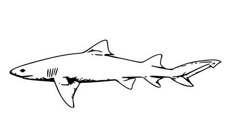 shark coloring pages  printable  coloring sheets shark