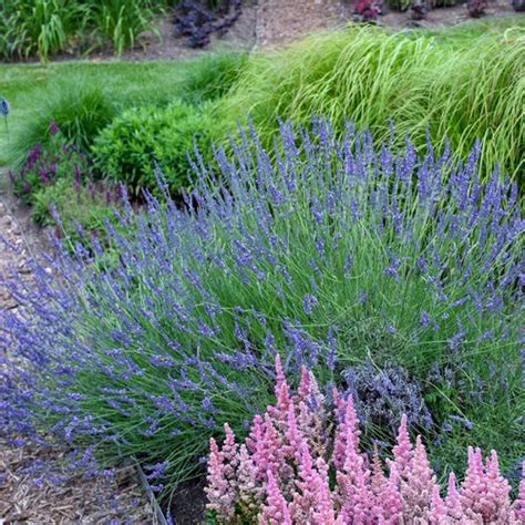 phenomenal lavender lavandula  intermedia proven winners