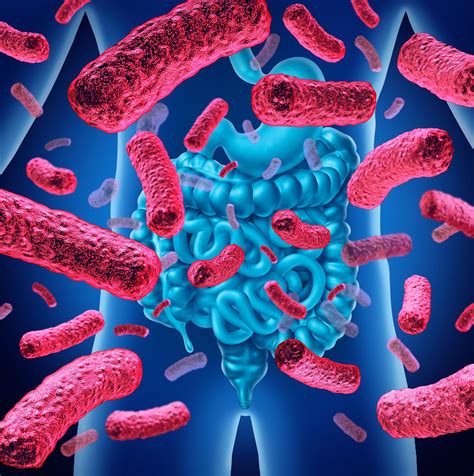 el secreto de la longevidad en la flora intestinal