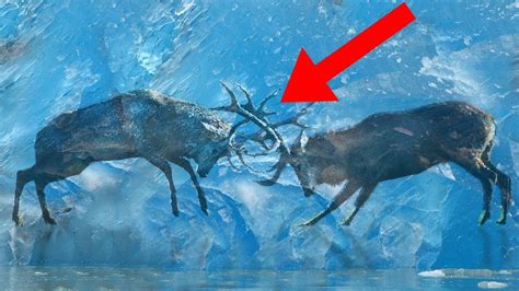 animals discovered frozen  ice youtube
