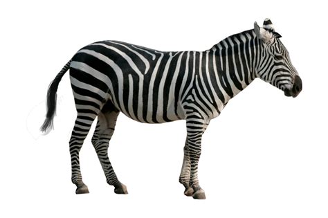 zebra pre cut  buckaroo stock  deviantart