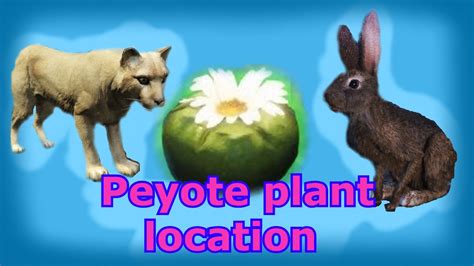 peyote plants locations gta  youtube