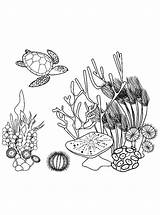 Koraal Schildpad Koralle Ausmalbilder Kids Kleurplaatjes sketch template