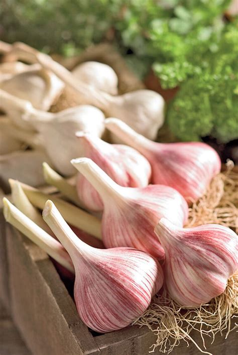 organic garlic collection buy  gardeners supply