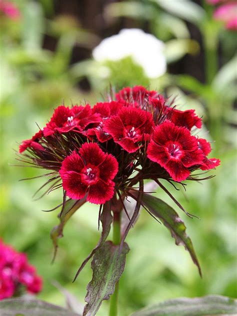 beautiful flowers pictures
