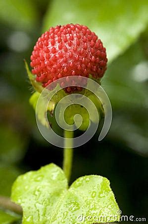 wild berry royalty  stock images image