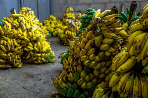 Exportaciones De Banano En Colombia