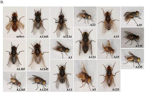 types  small flies bing images