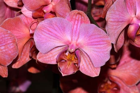 moth orchid peach cultivar phalaenopsis stock image image