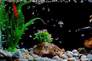 clean aquarium rocks hometanks