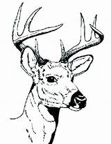 Deer Coloring Pages Hunting Printable Color Getcolorings Print sketch template