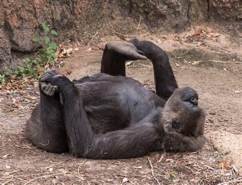 gorilla  houston zoo  happy baby yoga pose smithsonian photo