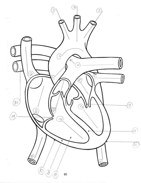 worksheets printable diagram   heart ronald worksheets