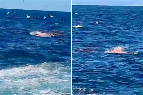 australia fatal shark attack forces sydney beaches  close