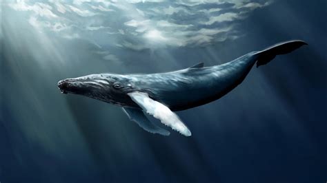 blue whale wallpaper  images