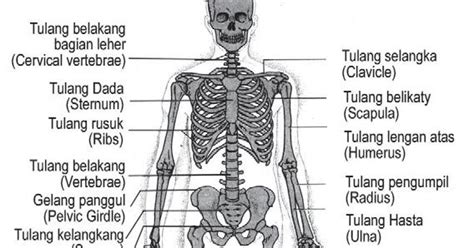 pelajaran ipa kelas  sd tulang rangka manusia pelajaran sd kelas